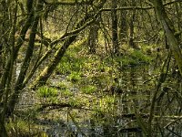 NL, Limburg, Weert, Wilgenbroekbos, Laagbroek 3, Saxifraga-Jan van der Straaten