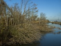 NL, Noord-Brabant, Altena, Boomgat 14, Saxifraga-Marijke Verhagen