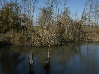 NL, Noord-Brabant, Altena, Boomgat 7, Saxifraga-Jan van der Straaten