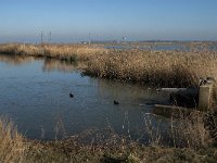 NL, Noord-Brabant, Altena, Galeigat 1, Saxifraga-Jan van der Straaten