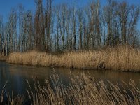 NL, Noord-Brabant, Altena, Galeigat 4, Saxifraga-Jan van der Straaten