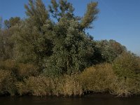 NL, Noord-Brabant, Altena, Gat van de Vloeien 1,Saxifraga-Jan van der Straaten