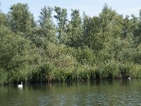 NL, Noord-Brabant, Altena, Gat van den Hardenhoek 41, Saxifraga-Annemiek Bouwman