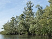 NL, Noord-Brabant, Altena, Gat van den Kleinen Hil 67, Saxifraga-Annemiek Bouwman