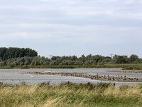 Restored tidal lake with a.o. Spoonbills and geese in Biesbosch National Park, Netherlands  Restored tidal lake with a.o. Spoonbills and geese in Biesbosch National Park, Netherlands : Biesbosch, national park, NP, geese, goose, spoonbill, spoonbills, bird, waterbird, waterfowl, tidal, lake, water, bank, resting, nature reserve, nature protection, nature, natural, wetland, Natura 2000