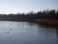 Natuurontwikkeling Biesbosch Jantjesplaat