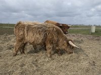 NL, Noord-Brabant, Altena, Japesloot 10, Saxifraga-Willem van Kruijsbergen