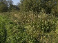 NL, Noord-Brabant, Altena, Kornsche Boezem 6, Saxifraga-Jan van der Straaten