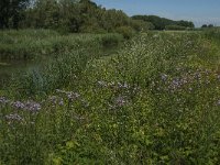 NL, Noord-Brabant, Altena, Oostkil 2, Saxifraga-Jan van der Straaten