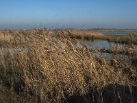 NL, Noord-Brabant, Altena, Polder Groote Muggenwaard 1, Saxifraga-Jan van der Straaten