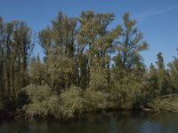 NL, Noord-Brabant, Altena, Polder Moordplaat 4, Saxifraga-Jan van der Straaten