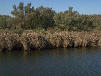 NL, Noord-Brabant, Altena, Polder Moordplaat 6, Saxifraga-Jan van der Straaten