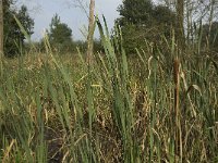 NL, Noord-Brabant, Altena, Pompveld 9, Saxifraga-Jan van der Straaten