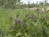 NL, Noord-Brabant, Altena, Ruwenhennip 43, Saxifraga-Willem van Kruijsbergen