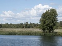 NL, Noord-Brabant, Altena, Ruwenhennip 45, Saxifraga-Willem van Kruijsbergen