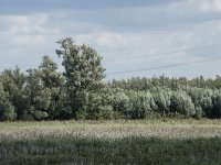 NL, Noord-Brabant, Altena, Ruwenhennip 51, Saxifraga-Willem van Kruijsbergen