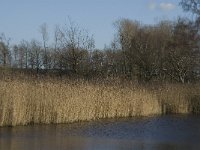 NL, Noord-Brabant, Bergeijk, Liskes Visvijver 4, Saxifraga-Marijke Verhagen