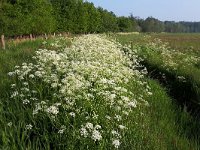 NL, Noord-Brabant, Bladel, Beersbroek 22, Saxifraga-Tom Heijnen