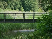 NL, Noord-Brabant, Bladel, Beersbroek 23, Saxifraga-Tom Heijnen