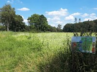 NL, Noord-Brabant, Bladel, Beersbroek 27, Saxifraga-Tom Heijnen