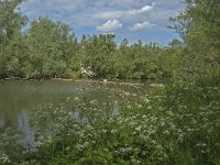 NL, Noord-Brabant, Drimmelen, De Dood 9, Saxifraga-Jan van der Straaten