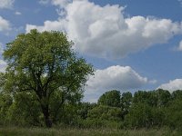 NL, Noord-Brabant, Drimmelen, Gat van de Kerksloot 1, Saxifraga-Jan van der Straaten