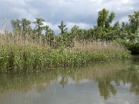 NL, Noord-Brabant, Drimmelen, Gat van de Plomp 23, Saxifraga-Willem van Kruijsbergen