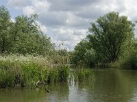 NL, Noord-Brabant, Drimmelen, Gat van de Plomp 6, Saxifraga-Jan van der Straaten