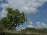 NL, Noord-Brabant, Drimmelen, Gat van de Slek 7, Saxifraga-Jan van der Straaten