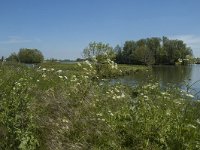 NL, Noord-Brabant, Drimmelen, Gat van den Ham 9, Saxifraga-Marijke Verhagen