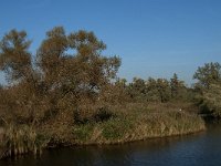 NL, Noord-Brabant, Drimmelen, Keizersdijk 7, Saxifraga-Jan van der Straaten