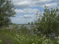 NL, Noord-Brabant, Drimmelen, Noorderplaat 1, Saxifraga-Jan van der Straaten