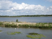 NL, Noord-Brabant, Drimmelen, Polder Lepelaar 6, Saxifraga-Willem van Kruijsbergen