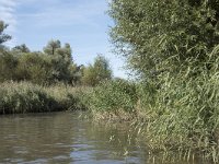 NL, Noord-Brabant, Drimmelen, Sloot Beneden Petrus 2, Saxifraga-Willem van Kruijsbergen