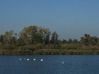 NL, Noord-Brabant, Drimmelen, Spijkerboor 40, Saxifraga-Jan van der Straaten