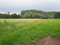 NL, Noord-Brabant, Eindhoven, De Zeggen (Collse Zegge) 2, Saxifraga-Tom Heijnen