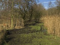 NL, Noord-Brabant, Geldrop, Gijzenrooische Zegge 9, Saxifraga-Jan van der Straaten