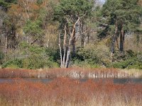 NL, Noord-Brabant, Hilvarenbeek, Broekeling 6, Saxifraga-Tom Heijnen