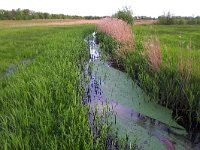 NL, Noord-Brabant, Hilvarenbeek, Diessens Broek 12, Saxifraga-Tom Heijnen