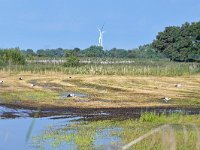 NL, Noord-Brabant, Hilvarenbeek, Diessens Broek 13, Saxifraga-Tom Heijnen