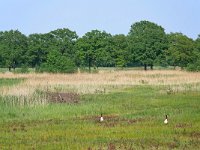 NL, Noord-Brabant, Hilvarenbeek, Diessens Broek 2, Saxifraga-Tom Heijnen