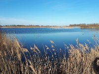 NL, Noord-Brabant, Hilvarenbeek, Diessens Broek 6, Saxifraga-Tom Heijnen