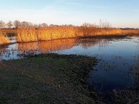 NL, Noord-Brabant, Hilvarenbeek, Diessens Broek 7, Saxifraga-Tom Heijnen