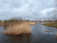 NL, Noord-Brabant, Hilvarenbeek, Diessens Broek 9, Saxifraga-Tom Heijnen