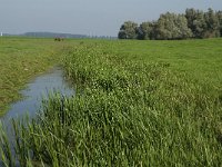 NL, Noord-Brabant, Moerdijk, Tonnekreek 2, Saxifraga-Jan van der Straaten