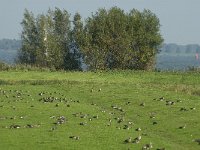 NL, Noord-Brabant, Moerdijk, Willemspolder 3, Saxifraga-Jan van der Straaten