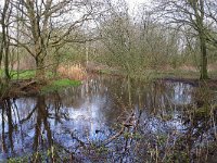 NL, Noord-Brabant, Oirschot, Beersbroek 13, Saxifraga-Tom Heijnen