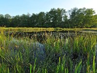 NL, Noord-Brabant, Oirschot, Beersbroek 6, Saxifraga-Tom Heijnen