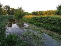 NL, Noord-Brabant, Oirschot, Beersbroek 8, Saxifraga-Tom Heijnen