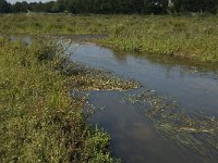 NL, Noord-Brabant, Oirschot, Dal van de Beerze 17, Saxifraga-Jan van der Straaten